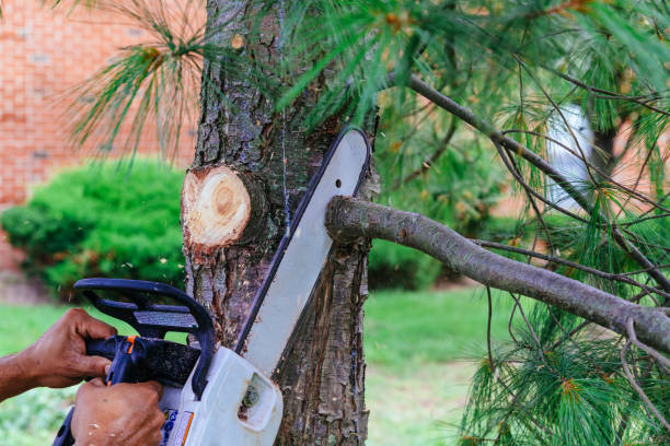 Best Tree Removal  in Leadwood, MO